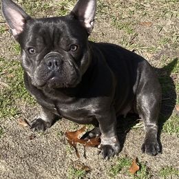 Diana - Blue female French Bulldog puppy in Blountstown, Florida from Fairytale French Bulldogs of Florida