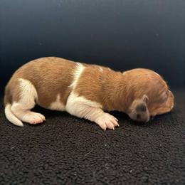 Puppy 4 - Red male Dachshund puppy in Riverside, California from Saddle Up Dachshunds