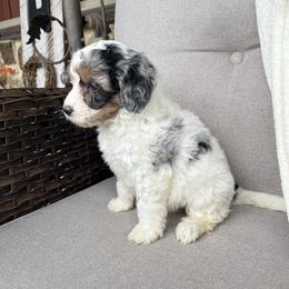 Lexie - Blue merle female Bernedoodle puppy in Holtwood, Pennsylvania from Country Ridge Puppies