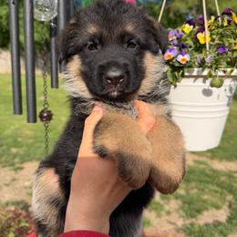 Dior - Black and red female German Shepherd puppy in Harvard, Illinois from Aus Dem Meer German Shepherds