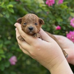 Lady - Red  female Goldendoodle puppy in Wharton, Texas from Little Fur Friends