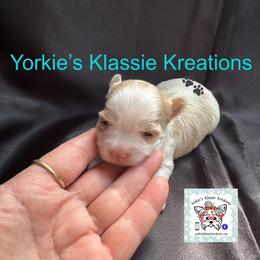 Bree - Parti female Yorkshire Terrier puppy in Dierks, Arkansas from Yorkie’s Klassie Kreations