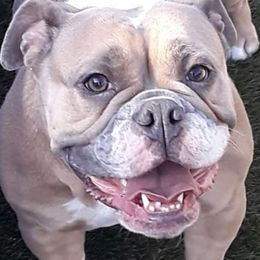 Olde English Bulldogges from NorthEast Bulldogges