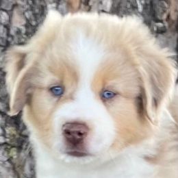 Frederick - Red merle male Miniature Australian Shepherd puppy in California, Kentucky from Sonlight Ridge Aussies