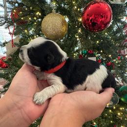 Red boy - Parti male Miniature Schnauzer puppy in Oneonta, Alabama from Murphree Valley Kennels
