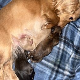 Dachshund puppies from Bayou State Dachshunds