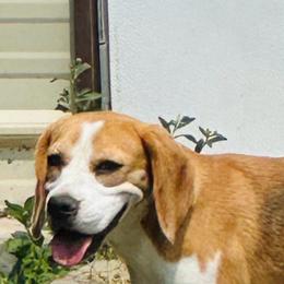 Lambie - Black tan and white female Beagle puppy in Needville, Texas from Rancho Robles Kennels