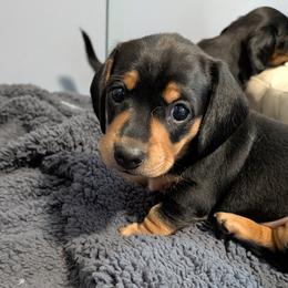Dachshund puppies from Snake River Dachshunds