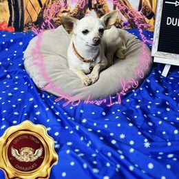 Strawberry - Chihuahua