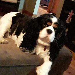 Micah - Cavalier King Charles Spaniel