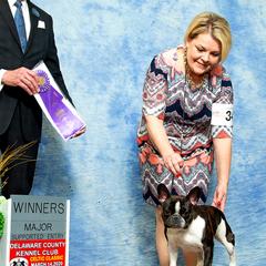 French Bulldogs from Rebekah Jakum