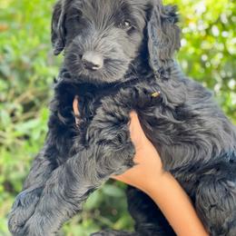 Australian Labradoodle Puppies from Utah Labradoodles