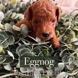 Poodle Puppies from Premier Poodle