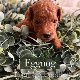 Poodle Puppies from Premier Poodle