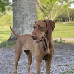Fern - Vizsla
