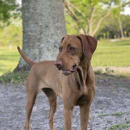Fern - Vizsla