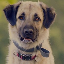 Anatolian Shepherd Dogs from Bad Luck Farm