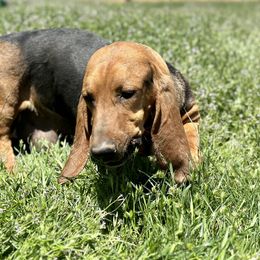 Gracie - Basset Hound