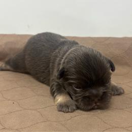 Zeus - Tricolors male French Bulldog puppy in Amarillo, Texas from Bomb City Bulldogs