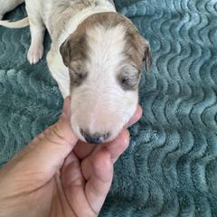 Pink collar - Silver sable Borzoi puppy in Texas from Houston Borzoi