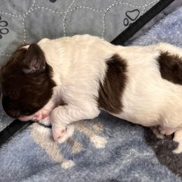 Girl 1 - Newfypoo puppy in San Antonio, Texas from Mammoth Doodles