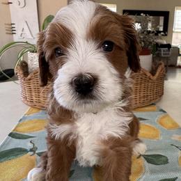 Twister - Parti male Goldendoodle puppy in Gilbert, Arizona from DogHouse Doodles