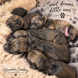 Giant Schnauzer Puppies from Bourbon Country Schnauzers