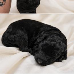 Orchid - Black female Goldendoodle puppy in Delphos, Ohio from Route 66 Poodles & Doodles, Sapphire Shih-tzu's of Ohio