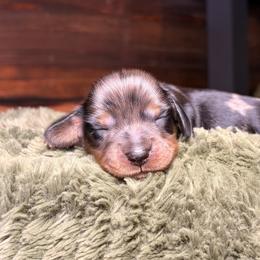 Sparrow - Dapple male Dachshund puppy in Washburn, Tennessee from Clinch Mountain Dachshunds
