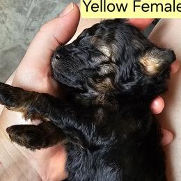 Yellow collar - Sable female Poodle puppy in Poplar Grove, Illinois from Awesome Paws