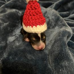 Beauty - Black and tan female Dachshund puppy in Norman, Oklahoma from Mother of Dachshunds