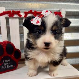 Queen - Black and tan female Pembroke Welsh Corgi puppy in Hotchkiss, Colorado from Grand Mesa Corgis