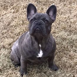 French Bulldogs from Melissa Daly