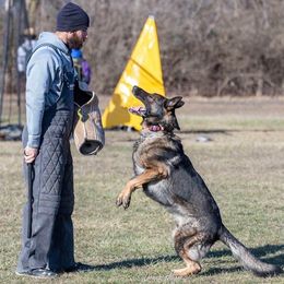 German Shepherd All Grown Up from Delaney Working Dogs