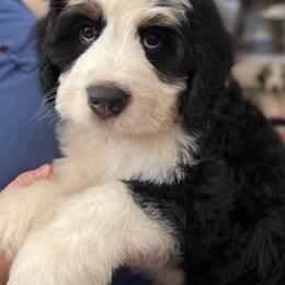 Bernedoodle Puppies from Sweet Pea Bernedoodles