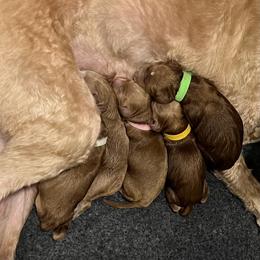 Rae's Pink Female - Apricot female Goldendoodle puppy in Great Falls, Montana from Montana Goldendoodles