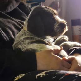 Wirehaired Pointing Griffon Puppies from Eyrie Kennels