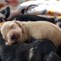 Dachshund Puppies from Dream Doxies