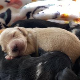 Dachshund Puppies from Dream Doxies