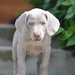 Weimaraner Puppies from Sun Colors Ranch