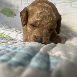 Goldendoodle Puppies from Cassie Farms