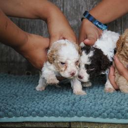 Orange and white boy - Orange male Lagotto Romagnolo puppy in Lake City, Michigan from Michigan Lagotto