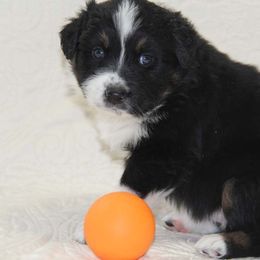 Australian Shepherd Puppies from Big Sky Aussies