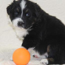 Australian Shepherd Puppies from Big Sky Aussies