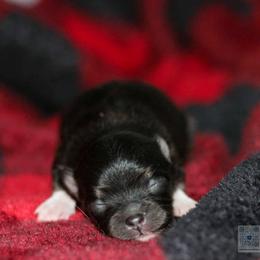 Tiny girl 2 - Black and tan female Pomeranian puppy in Bremen, Indiana from AMS Pomeranians and Pomskies in Indiana