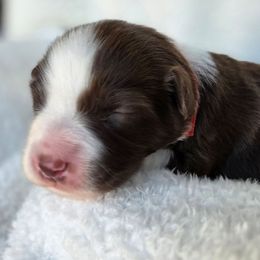 Ruby - Red tri-color female Australian Shepherd puppy in Anthony, Florida from Out of the Blue Aussies