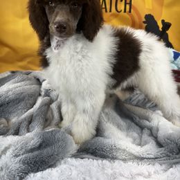 Poodle Puppies from Shellie’s Poodle Patch