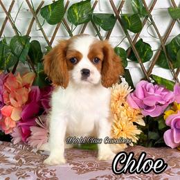 Chloe - Blenheim female Cavalier King Charles Spaniel puppy in Hollywood, Florida from World Class Cavaliers