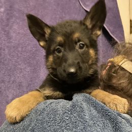 GIRL - Black and red female German Shepherd puppy in Bennington, Vermont from Vom Eichenhain GSD's