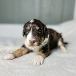 Norman - Tri-color male Bernedoodle puppy in Osage City, Kansas from Golden Ridge Goldens